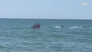 Orca a pie de playa en la costa de Huelva