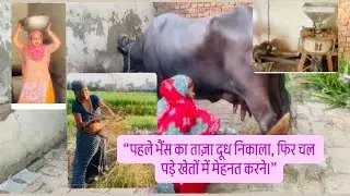  #GaayBhains #GaonKiZindagi #DesiLifestyle #DoodhDahiDesiGhee #KisanLife #MehnatKaFal