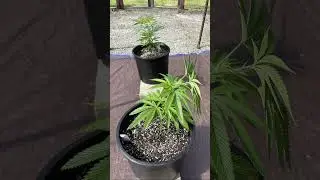 FIM Technique at the Greenhouse Grow  , stay tuned! #cannabiseducation #cannabistraining #fyp