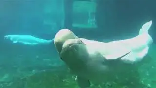 Mystic Aquarium's Testimonial of Remora Solo