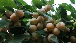 Mirabellier, Belle récolte de mirabelles 2016