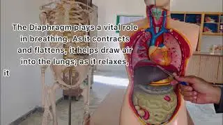 Internal organs of the human body #anatomy #viralvideos