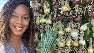 How  Do You know When Your Onions Are Ready To Harvest  3 Varieties Of Onions Growing At Home Garden