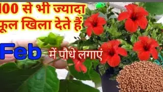 100 से भी ज्यादा फूल खिला देते हैंHibiscus plant care January month me