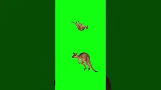Animals Green Screen Cartoon Video #animals #cartoon #animalsstampede #cartoonvideo #carton #ost