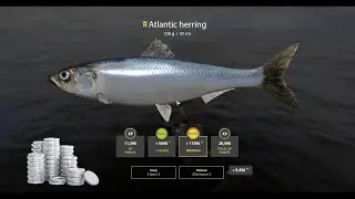 RUSSIAN FISHING 4 - RF4 -  РУССКАЯ РЫБАЛКА 4 - NORWAY SILVER FARMING ATLANTIC HERRING SPOT