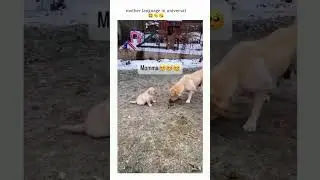All Mom's are same 👋❤️ #cute #mom #shortsfeed