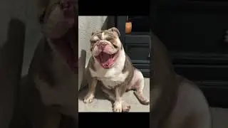 #britishbulldog #fourleggedfriend #murl #dogs #puppy #puppies #cutenessoverload #mansbestfriend