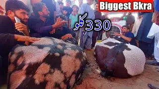 New World Record 327 Kg Goat Wins Faisalabad Bakra Show 2022- Bkra Show 2022