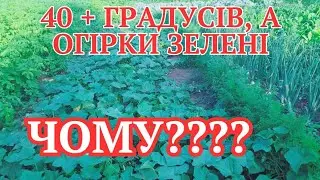 Листя на ОГІРКАХ СОХНЕ НЕ ВІД  ЖАРИ. ПРИЧИНА В ІНШОМУ
