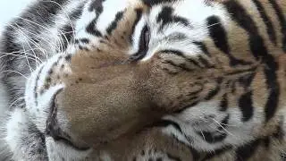 Antwerpen Zoo