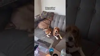 Beagle Rescued From A Lab Is So Playful Now | The Dodo