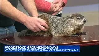 Woodstock Willie appears on ABC7, will issue his weather verdict during annual celebration
