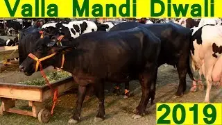 20 Pure Murrah buffalo from Hansi Hisar Haryana at Valla Mandi Amritsar Punjab