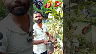 fruit plant nursery near me | nursery garden near me | plants wholesale nursery near me