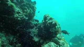 Reef Fish Pula