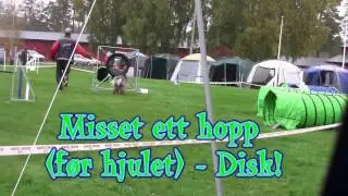 Schapendoes Agility Jumping Large Open, September 6, 2014