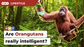 How smart are Orangutans?