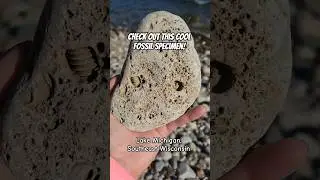 Check out this cool fossil specimen that I found along the shore of Lake Michigan! #fossilhunting