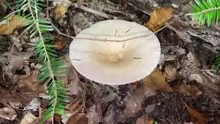 Infundibulicybe gibba, October 19, 2022