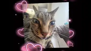SUGAR CRASH MEME WITH CATS TIKTOK COMPILATION