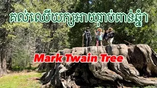 គល់ឈើយក្សអាយុកាលរាប់ពាន់ឆ្នំា Mark Twain Tree, King Canyon National Park