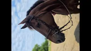 Diad&egrave;m du Loir: OGANO SITTE x THAOS DU TEILLET - 2013 gelding
