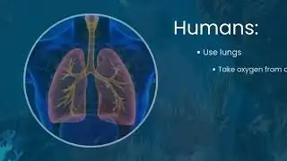 ✨️🐠How do fish breathe? (Science, 4th grade) ✨️🐠