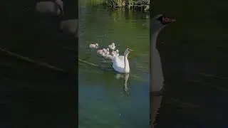 Adorable Swan Cygnets Swimming Down The River With Mom