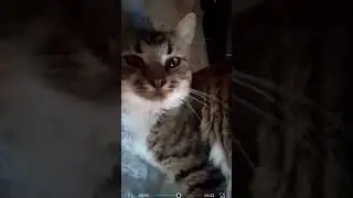 milka i 8  dan macaka😺