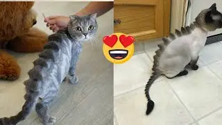 Cute Baby CATS  that Will Melt Your Heart