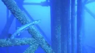 Diving in blue water on the oil rigs off Louisiana coast