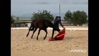 🔱MARSELLA: UNIQUE LUSITANO MARE - PSG RIDDEN - FOR SHOW & DRESSAGE🔱