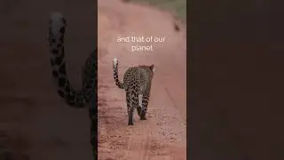 World Wildlife Day 2023 from Marataba!