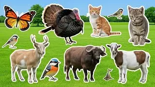 Farm Animal Sounds: Cow, Sheep, Goat, Pig, Chicken, Duck, Dog, Cat, Mouse