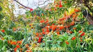 Niki Smith - Poisonous Berries