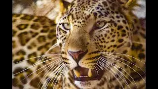 SOM DO LEOPARDO┃LEOPARD SOUND┃ANIMAIS DA &Aacute;FRICA | ANIMALS &Aacute;FRICA