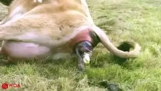 41 THE BABY ELK IS BORN IN THE WILD