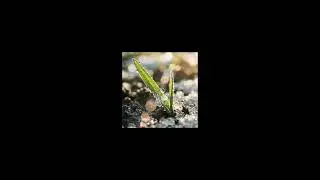 oivsio - Silent Root