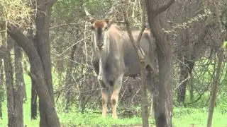 Afrika-Safari im 