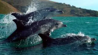 Discovery Networks Nordics: Dplay x BBC Natural History campaign