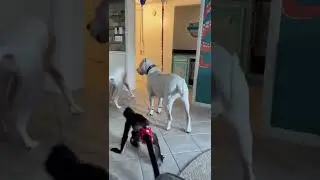 Protect me big bro 🙈 #doglover #dogo #dogoargentino #monkey #animals #dog #funny #videooftheday