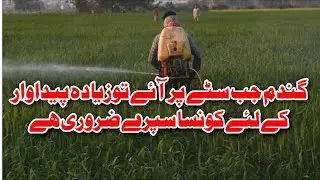 Wheat crop promotion spray | Gandam itay pay anay pe spray | potash spray