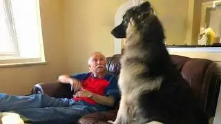 Dogs Who Totally Won a Grandpa&rsquo;s Heart 🐶 Cute Dog and Human Video!