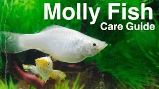 Molly Fish Care Tips In Hindi & Urdu