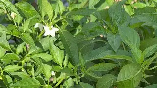 is live! Karnataka bedgi mirchi