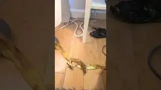 Banana lamp