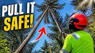 Safe Hung-Up Tree Removal: Crown Pulling Method