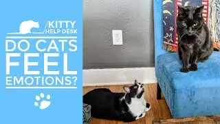 Do Cats Feel Emotions?