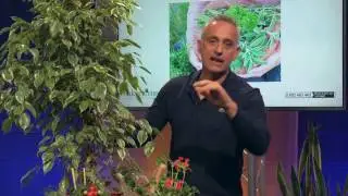 Pourquoi les feuilles de mon Ficus tombent-elles ?